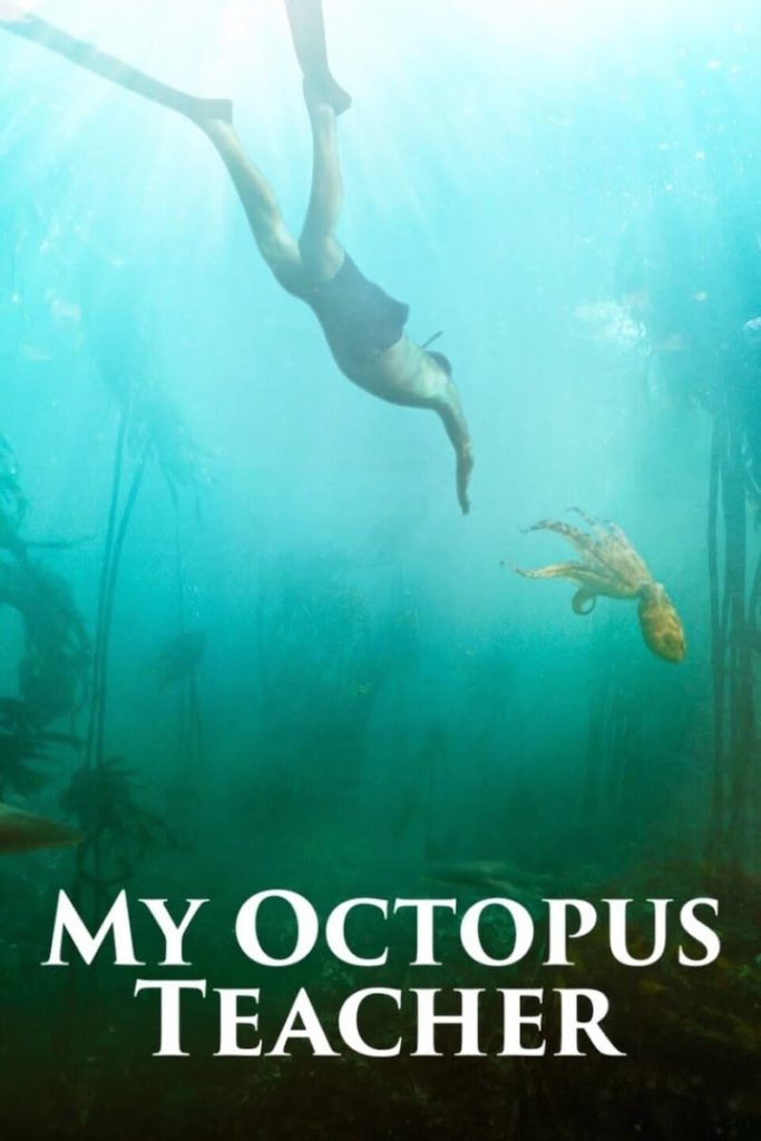 Where to stream My Octopus Teacher | 2021 Oscar best documentary feature film nominees